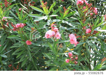 キョウチクトウ 55082676