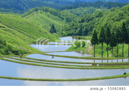 田植え風景(扇田) 田植え風景(扇田) 55082883