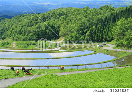 田植え風景(扇田) 田植え風景(扇田) 55082887