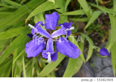 得浄明院　一初（鳶尾） 55082909