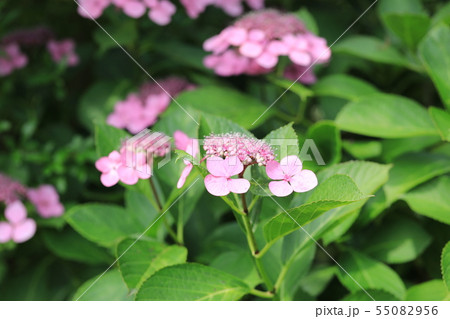 アジサイ 55082956