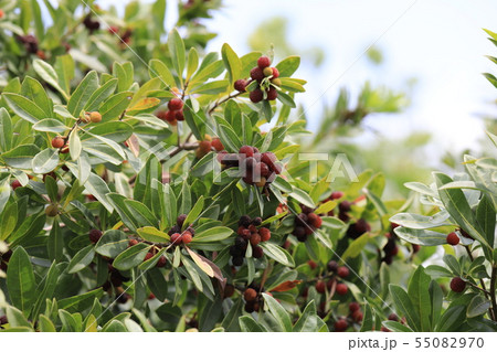 ヤマモモ 55082970