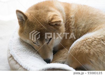 ソファで昼寝をする柴犬 55083135