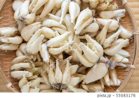 らっきょう らくだ (6月) 真俯瞰 根付き らっきょう らくだ (6月) 真俯瞰 根付き 55083176