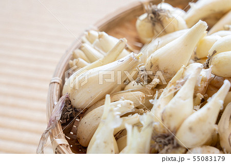 らっきょう　らくだ　（6月）　ざる　根付き 55083179