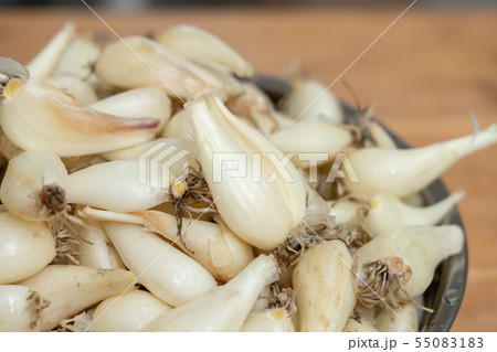 らっきょう　らくだ　（6月）　ボール　根付き 55083183