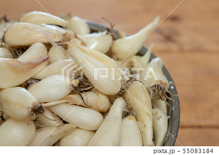 らっきょう らくだ (6月) ボール 根付き らっきょう らくだ (6月) ボール 根付き 55083184