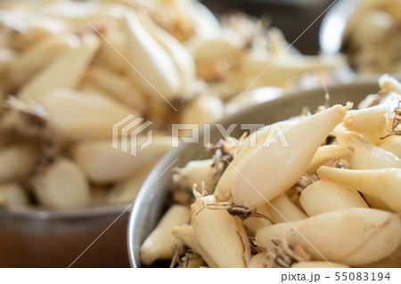 らっきょう らくだ (6月) ボール 洗う 根付き らっきょう らくだ (6月) ボール 洗う 根付き 55083194