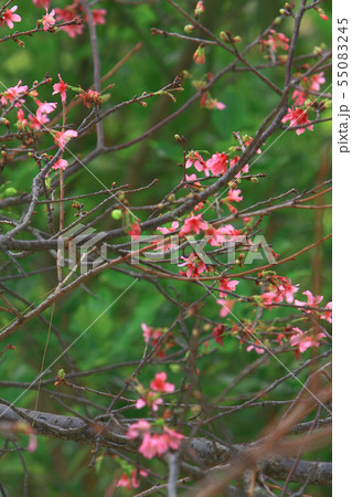 Beautiful Pink Cherry Cherry Blossom, Blooming 55083245