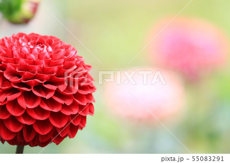 艶やかに咲くダリアの花 丸いダリアの花の写真素材