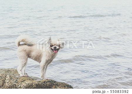 Dog happy fun on rocky beach when travel at sea 55083392