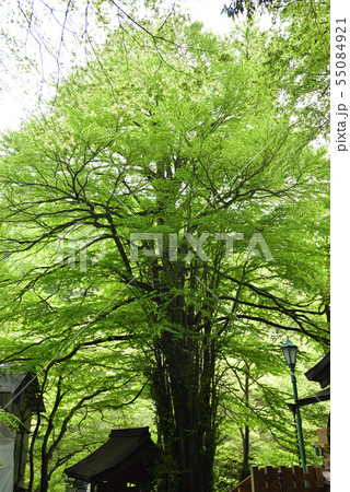 貴布禰總本宮　貴船神社　御神木 55084921