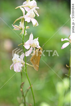 花畑を訪れたイチモンジセセリ、茶色、白模様、昆虫イメージ素材 55084944