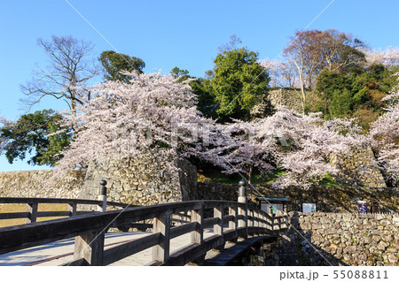 早朝の国宝彦根城と桜 早朝の国宝彦根城と桜 55088811