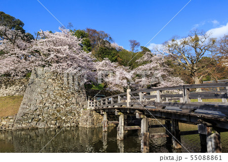早朝の国宝彦根城と桜 55088861