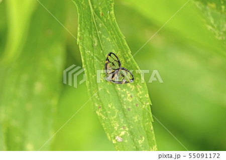 スケバハゴロモ 55091172