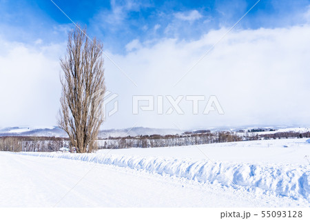 Beautiful outdoor nature landscape with tree of ken and mary in biei area Beautiful outdoor nature landscape with tree of ken and mary in biei area 55093128