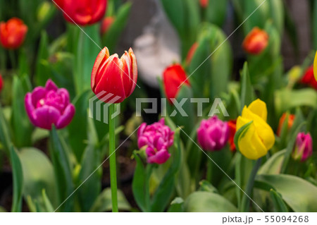 Red Tulips with beautiful in the garden. Red Tulips with beautiful in the garden. 55094268