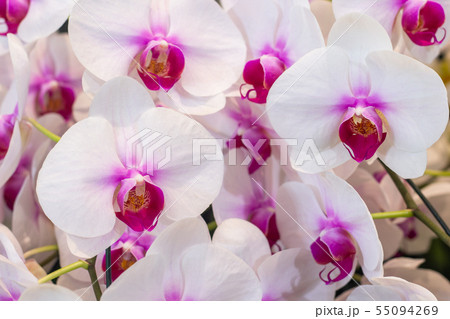 Beautiful magenta orchid flowers. Beautiful magenta orchid flowers. 55094269