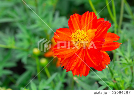 Cosmos Flowers in the garden. Cosmos Flowers in the garden. 55094297