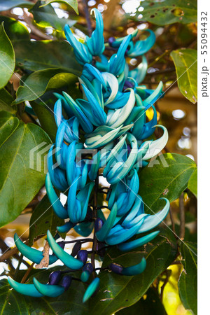 Strongylodon macrobotrys flower Strongylodon macrobotrys flower 55094432