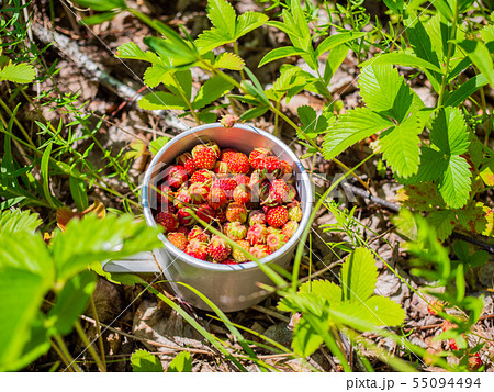 Cup with the forest berries in the grass. ripe berries - strawberry.Forest berries strawberry. Cup with the forest berries in the grass. ripe berries - strawberry.Forest berries strawberry. 55094494