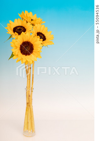 テーブルフォト　向日葵　青色背景 55094536