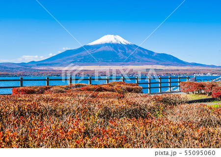 Beautiful landscape of mountain fuji around yamanakako lake 55095060