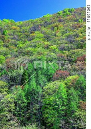 新緑に萌える里山 55095061