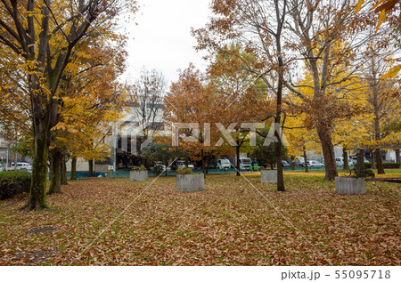 足立区高道西公園 紅葉 足立区高道西公園 紅葉 55095718