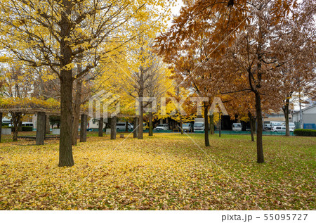 足立区高道西公園 紅葉 足立区高道西公園 紅葉 55095727