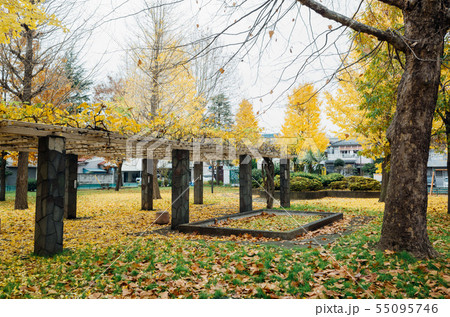 足立区高道西公園 紅葉 足立区高道西公園 紅葉 55095746