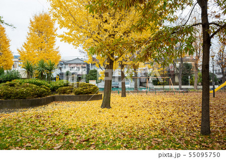 足立区高道西公園 紅葉 足立区高道西公園 紅葉 55095750
