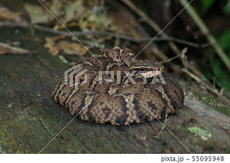 とぐろを巻いたマムシ 55095948
