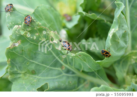 アブラナ科の葉牡丹に大量発生 黒に赤 ナガメ 成虫と幼虫 昆虫イメージ素材の写真素材