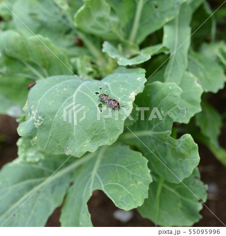 アブラナ科の葉牡丹に大量発生、黒に赤、交尾中のナガメ、昆虫イメージ素材 55095996