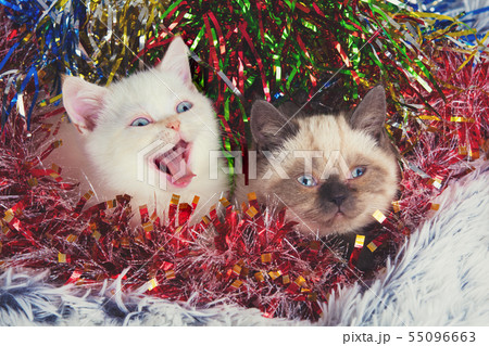 Two cute little kittens with Christmas decoration Two cute little kittens with Christmas decoration 55096663