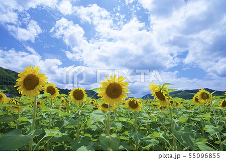 南光ひまわり祭りのひまわり（兵庫県佐用郡佐用町） 55096855