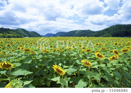 南光ひまわり祭りのひまわり(兵庫県佐用郡佐用町) 南光ひまわり祭りのひまわり(兵庫県佐用郡佐用町) 55096880