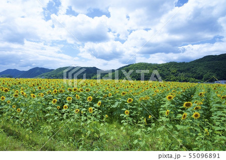 南光ひまわり祭りのひまわり(兵庫県佐用郡佐用町) 南光ひまわり祭りのひまわり(兵庫県佐用郡佐用町) 55096891
