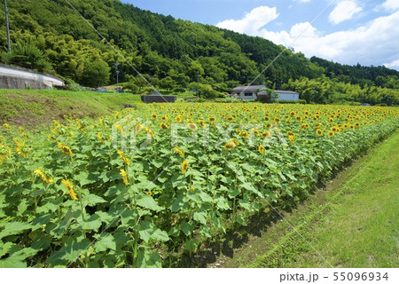 南光ひまわり祭りのひまわり（兵庫県佐用郡佐用町） 55096934