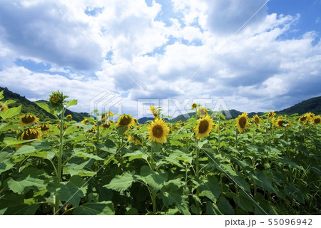 南光ひまわり祭りのひまわり(兵庫県佐用郡佐用町) 南光ひまわり祭りのひまわり(兵庫県佐用郡佐用町) 55096942