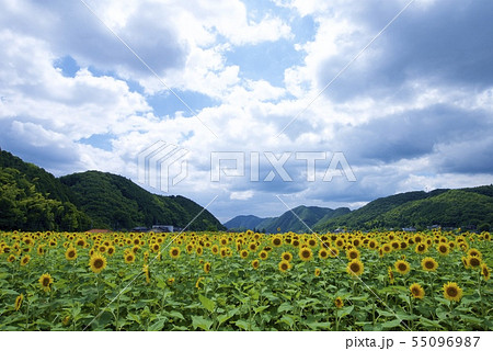 南光ひまわり祭りのひまわり(兵庫県佐用郡佐用町) 南光ひまわり祭りのひまわり(兵庫県佐用郡佐用町) 55096987