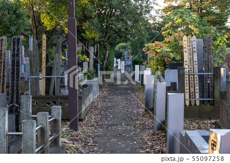 谷中霊園　秋 55097258