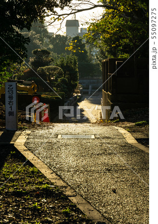 谷中霊園　秋 55097275