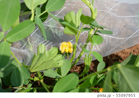 黄色い花が咲いたラッカセイ 初めての畑 家庭菜園 野菜イメージ素材の写真素材