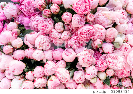 Pink peonies in a plastic container or bucket. Online store. Floral shop and delivery concept. Pink peonies in a plastic container or bucket. Online store. Floral shop and delivery concept. 55098454