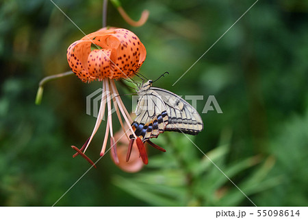 キアゲハと鬼百合 55098614