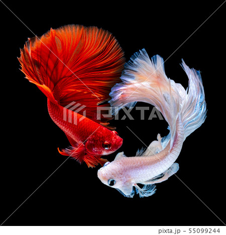 Betta fish  red hellboy in the aquarium  55099244