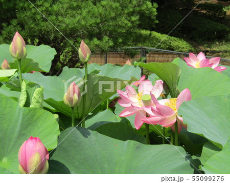 千葉公園のオオガハスの桃色の花と蕾 千葉公園のオオガハスの桃色の花と蕾 55099276